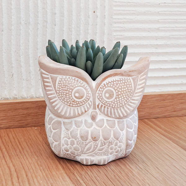 terracotta owl planter with succulents on a wooden surface