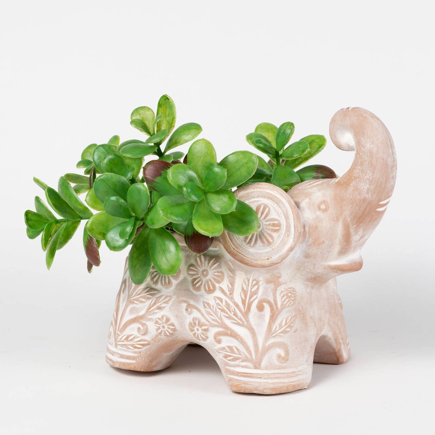 Terracotta elephant planter with green succulents on a white background