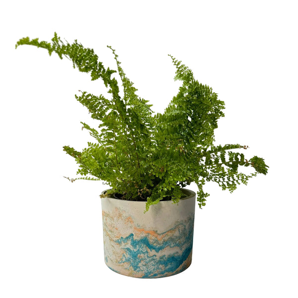 Potted fern plant in a concrete marbled pot 