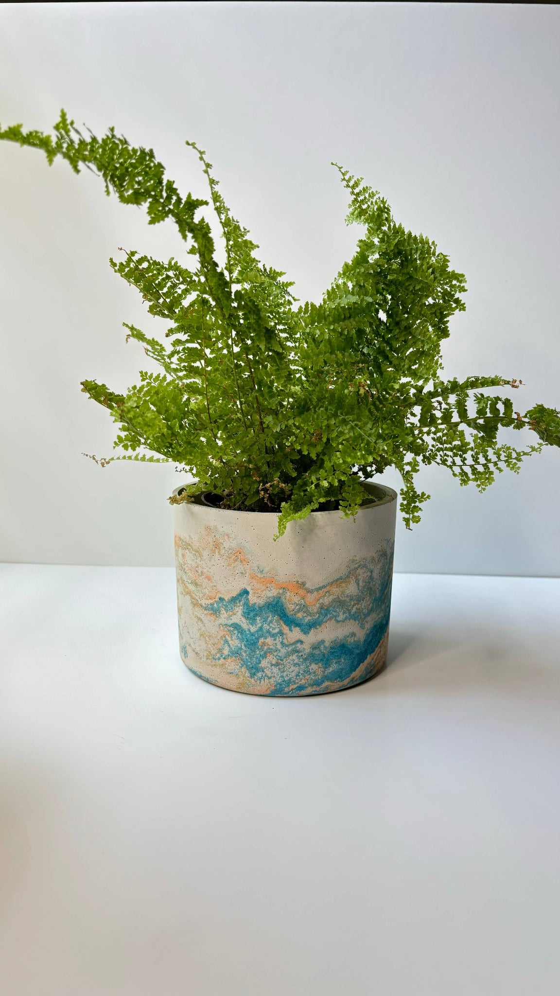 Fern plant in a decorative concrete pot.