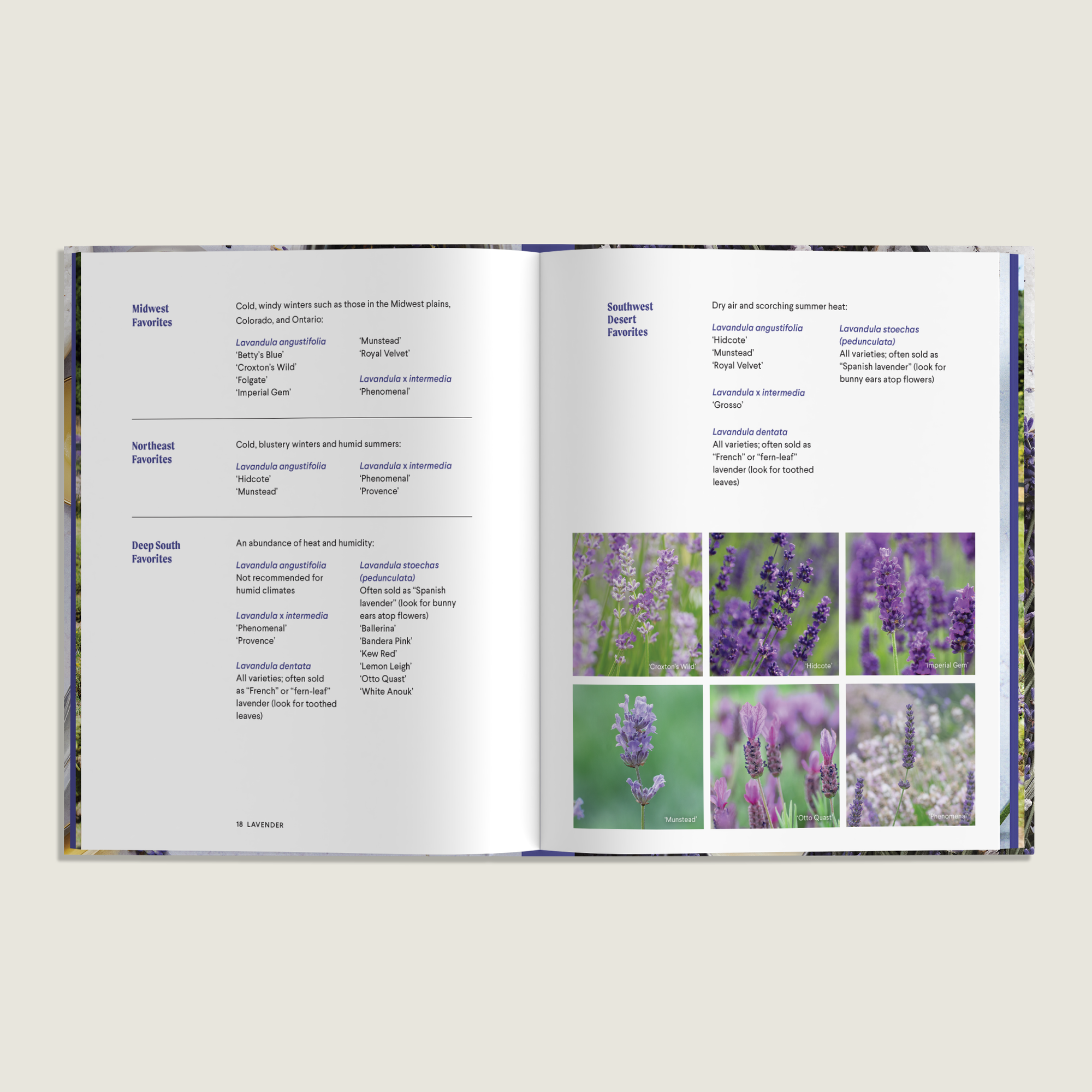 Open book with text and images of lavender plants 