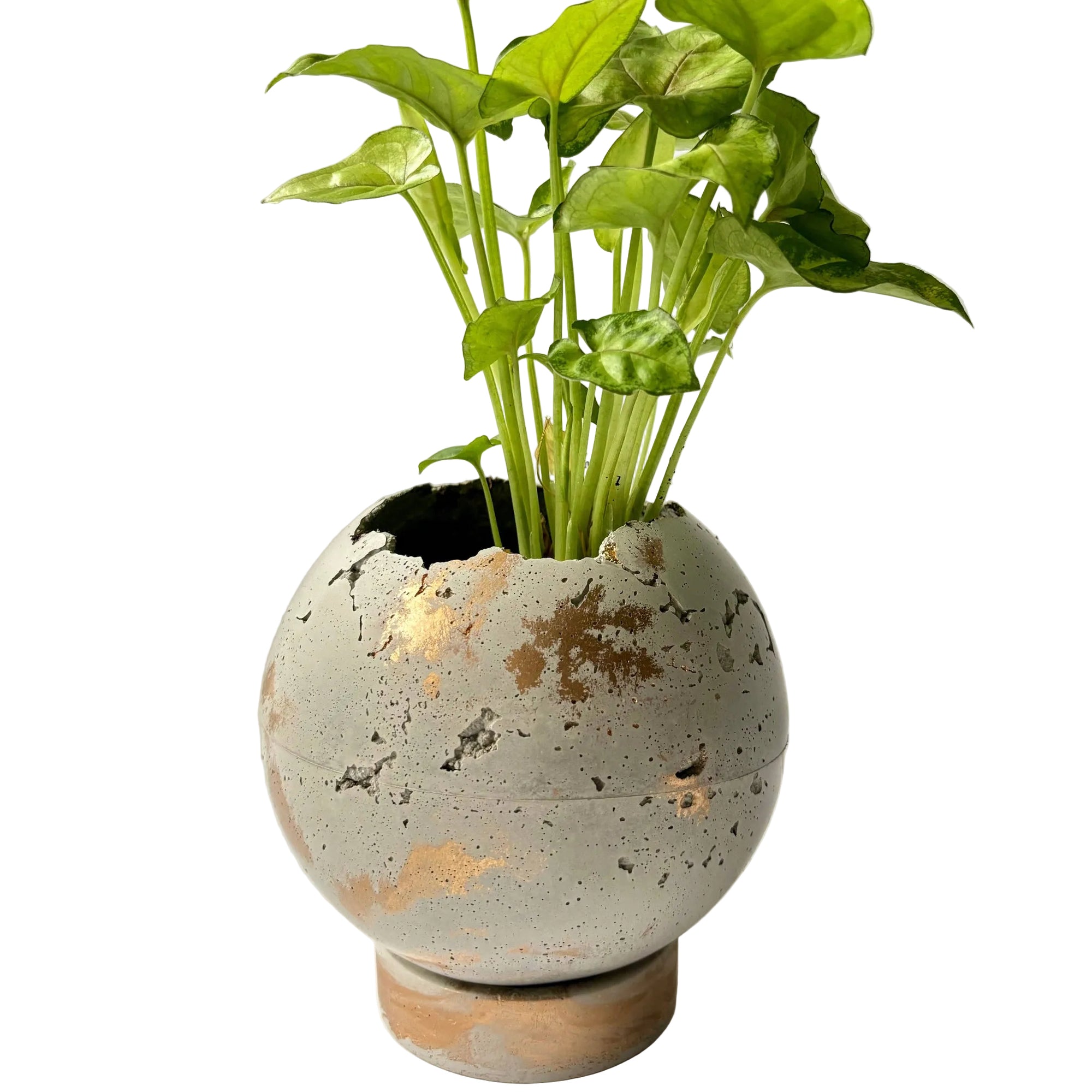 Concrete moon pot planted with a green plant 