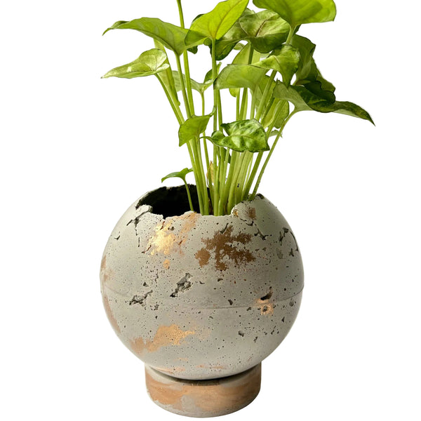 Concrete moon pot planted with a green plant 