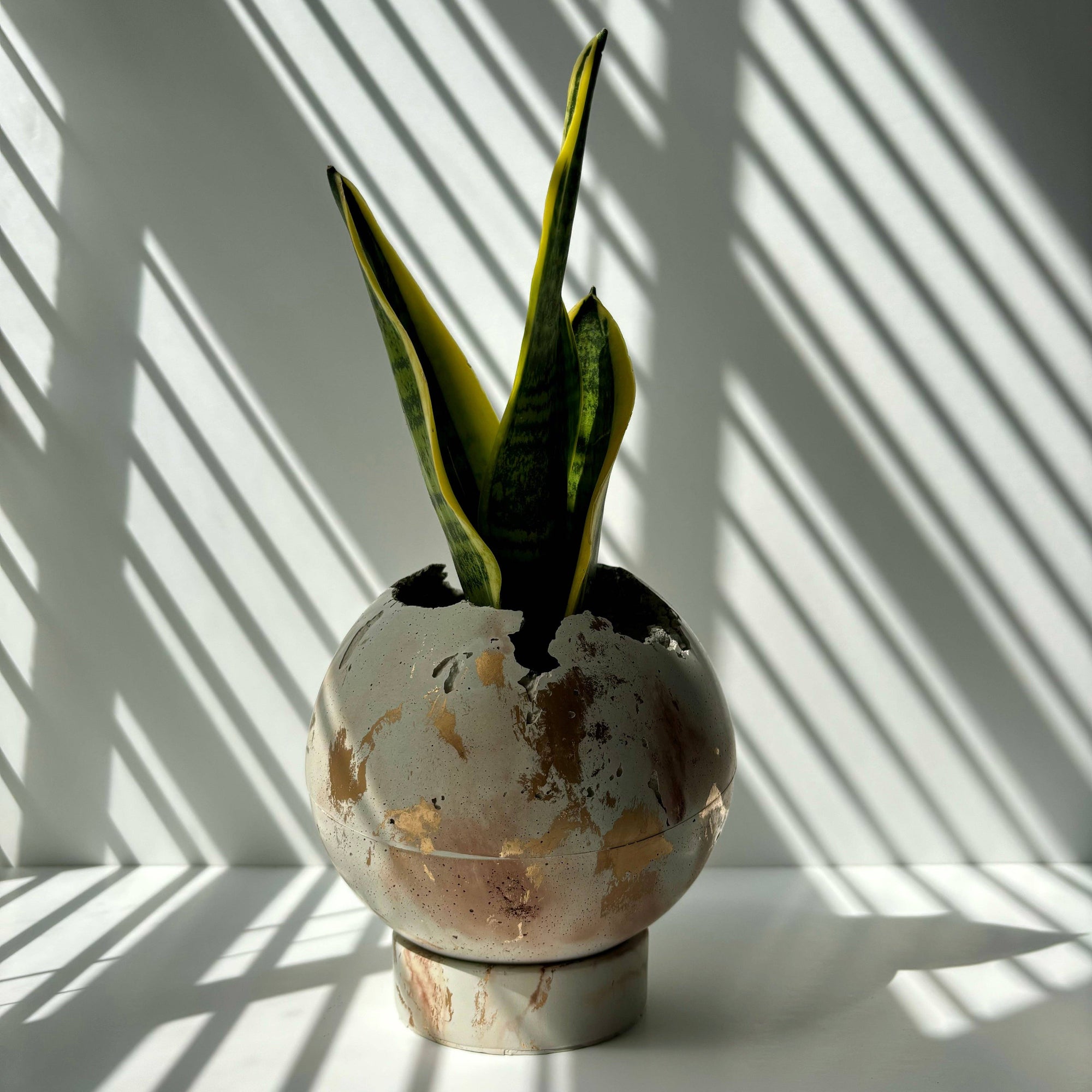 Concrete moon planter potted with a snake plant