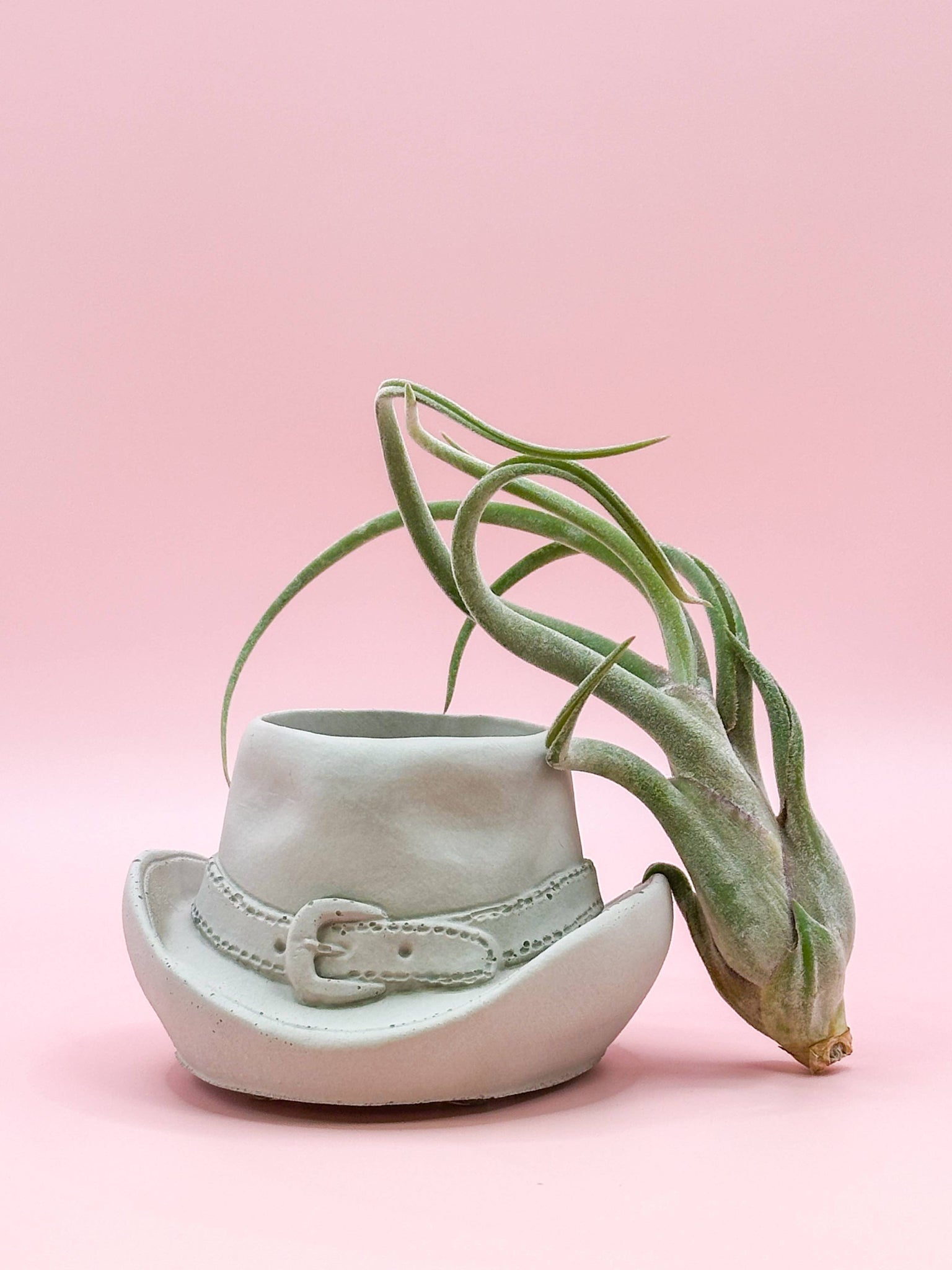 Western style planter with a succulent on a pink background
