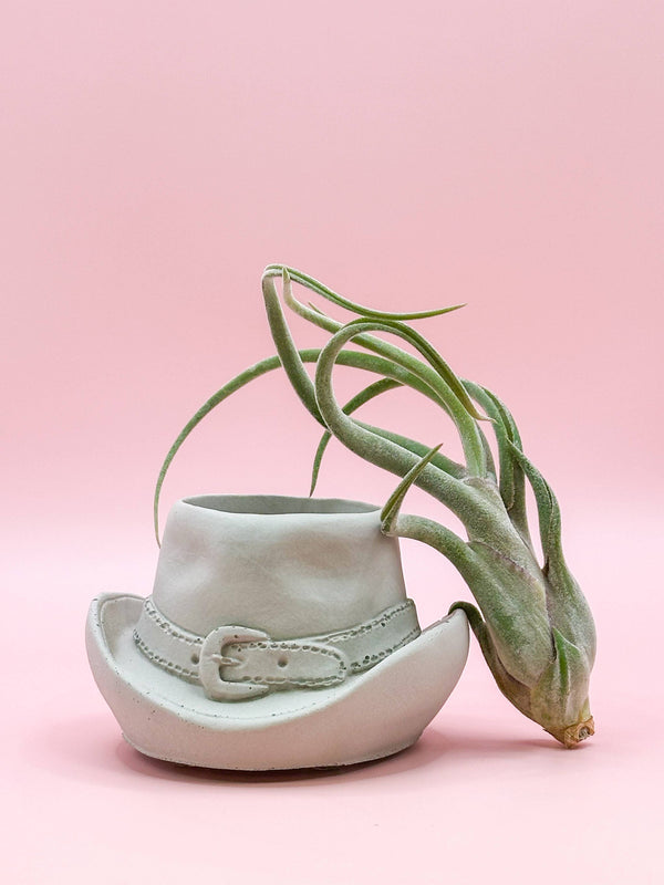 Western style planter with a succulent on a pink background