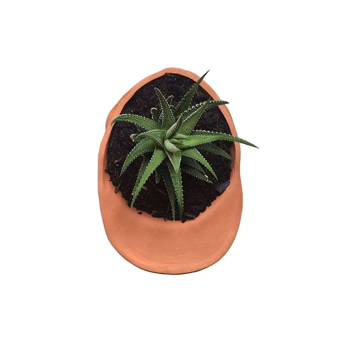 terracotta pot in the shape of a hat planted with a green succulent 